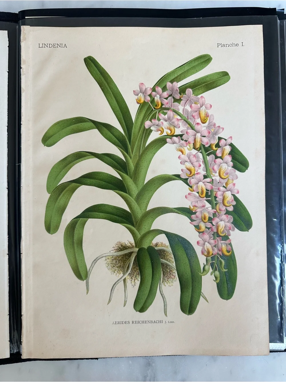 1885 Planche I (Plate 1) titled 